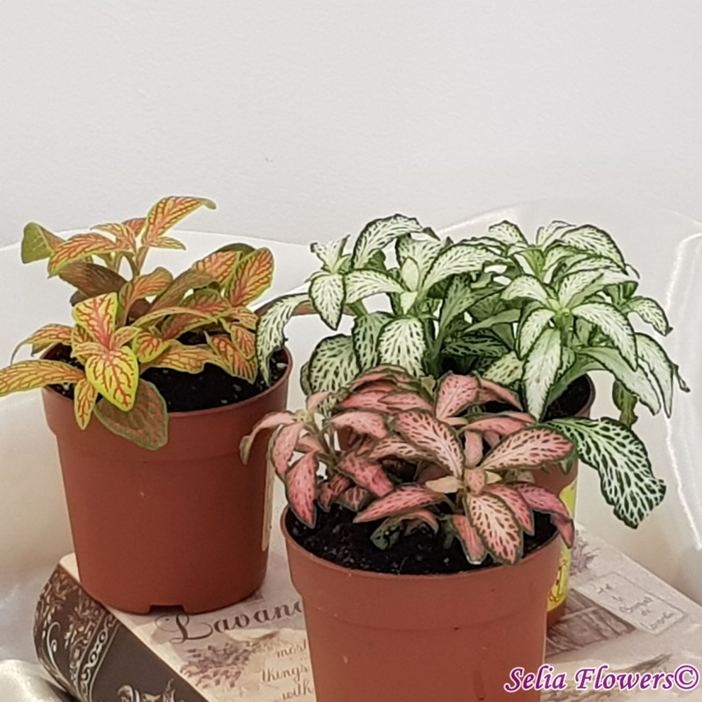 Fittonia – planta ornamentala de apartament