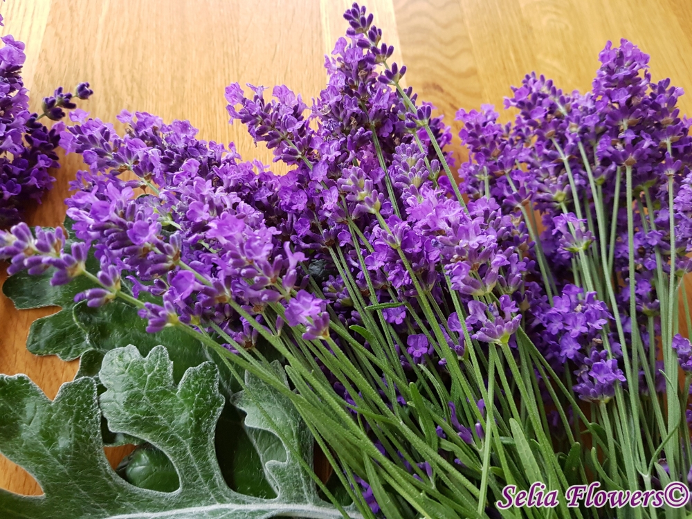 Lavanda in design-urile pentru evenimente