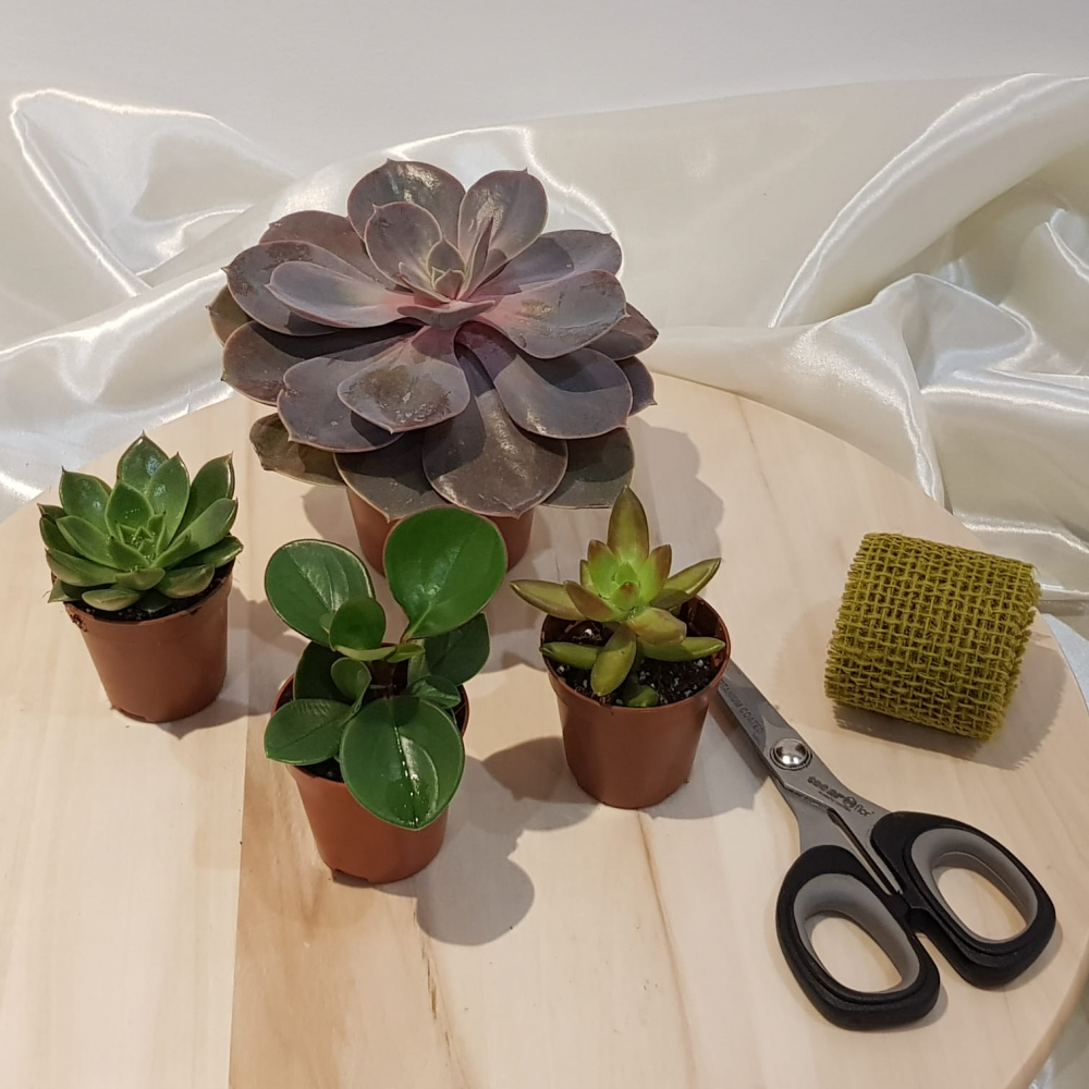 Aranjamentul cu plante suculente - o grădină în miniatură